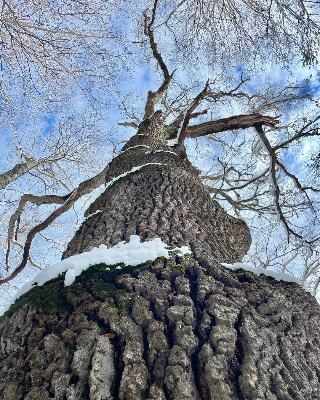 Albero innevato