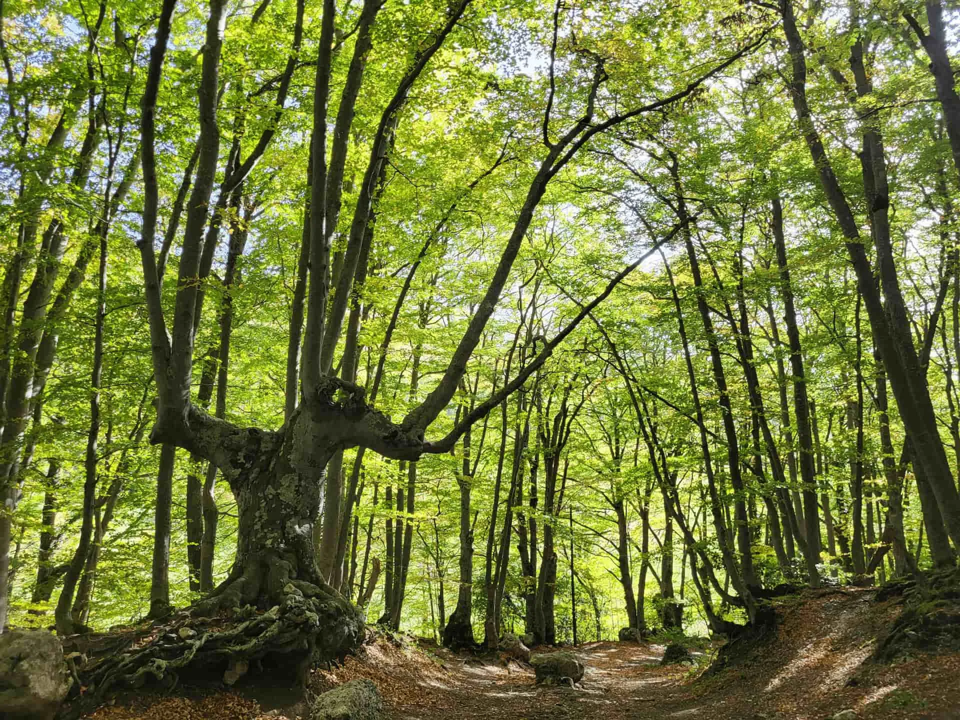 Albero secolare