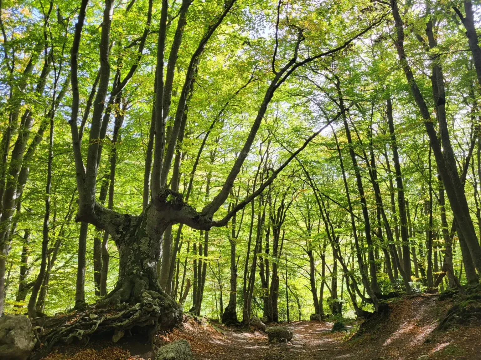 Article Trekking Pescocostanzo: Scopri i sentieri e i panorami dell'Abruzzo thumbnail