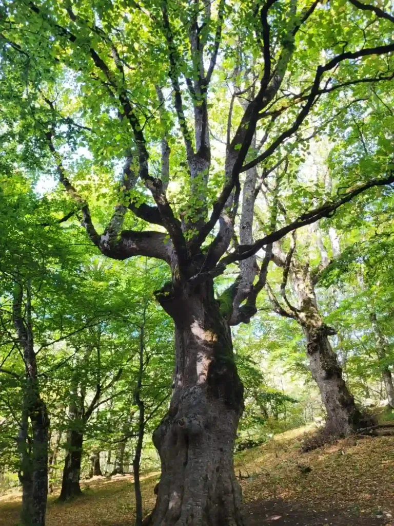 Article Bosco di Sant’Antonio Pescocostanzo AQ - Abruzzo thumbnail